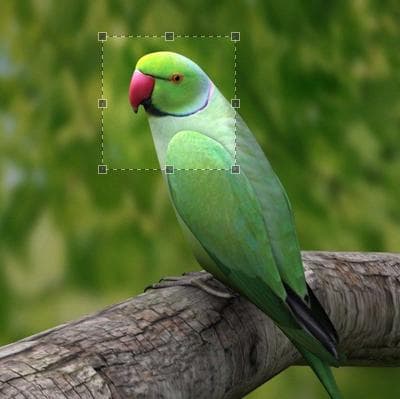 Image Resize